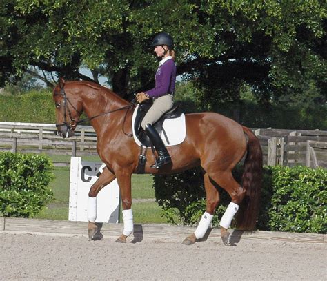 Riding The Rein Back Equestrian Outfits Dressage Dressage Horses