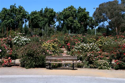 See the best rose garden san jose apartments for walking, biking, commuting and public transit. File:San Jose Municipal Rose Garden.JPG - Wikimedia Commons
