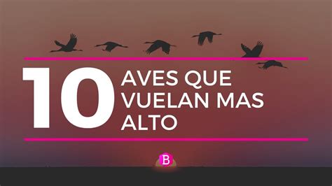 Top 10 Aves Que Vuelan Mas Alto 🦅 Youtube