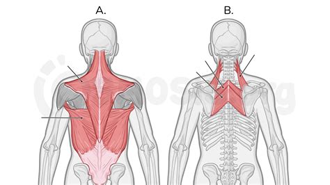 Muscles Of The Back Unlabeled Example Anatomy And Phy