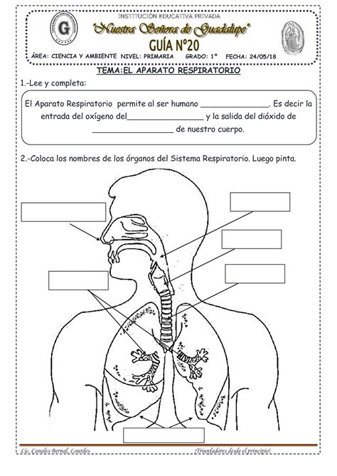 Nuestro Cuerpo Partes Del Aparato Respiratorio Tercero De Primaria