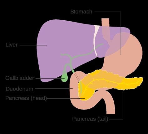 Pancreas Diagram In Body Human Anatomy Picture