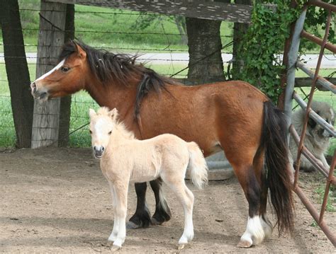Little America Miniature Horses For Little Ones With Color