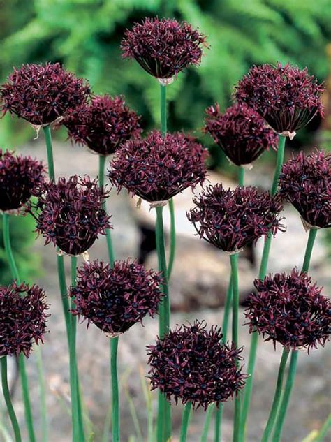 Zierlauch Allium Atropurpureum Blumenzwiebeln Und Herbstrhizome
