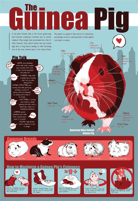 Guinea Pig Infographic Rguineapigs