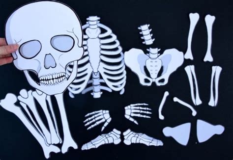 Life Size Printable Skeleton Paper Model Adventure In A Box