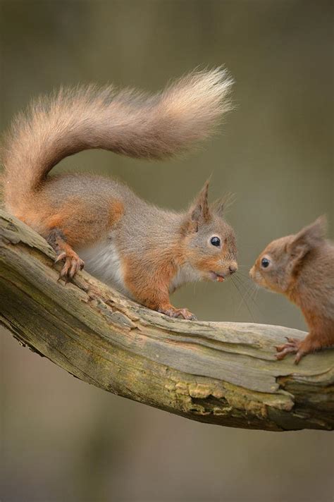 Red Squirrel Photograph By Andy Astbury Fine Art America
