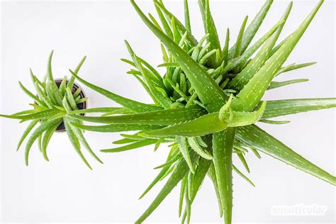 Aloe vera richtig pflegen, damit du immer frisches Gel hast