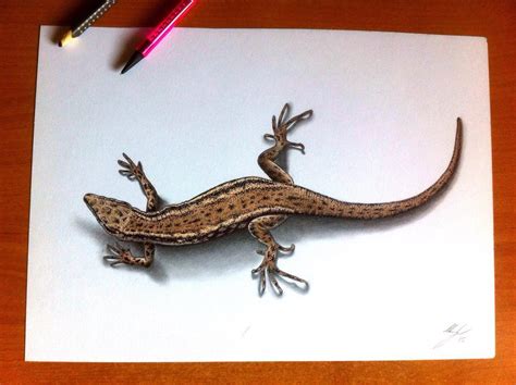 Lizard Drawing Pencil Sketch Colorful Realistic Art Images