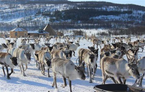 Tromsø Rendierboerderij En Sami Culturele Tour Met Lunch Getyourguide