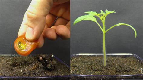 Growing Tomato Plant From Tomato Slice Time Lapse Youtube
