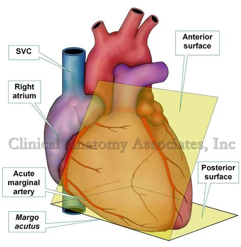 Acute Margin