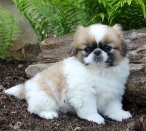 They are definitely lovable lapdogs. Pekingese Puppies For Sale | Colorado Springs, CO #215757