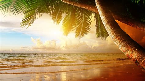 Summer Tropical Scenery Sunset Sea Ocean Palm Trees Sunset