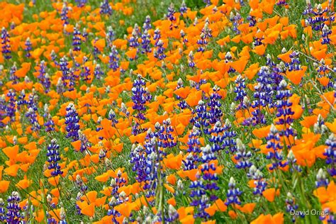 California Wild Flowers In Spring By David Orias Redbubble