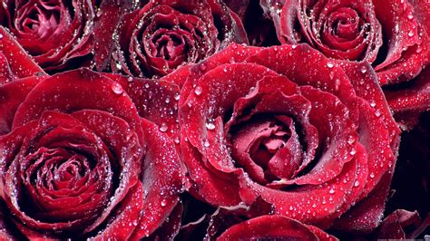 Red Roses Dew Drops Wqhd 169 Wallpaper 2560x1440 Wallpaper 54 Of 131