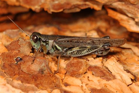 Migratory Grasshopper Melanoplus Sanguinipes Coldstream Flickr