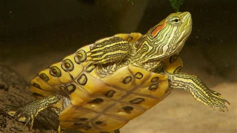 Care Of Red Eared Sliders Other Golden Co