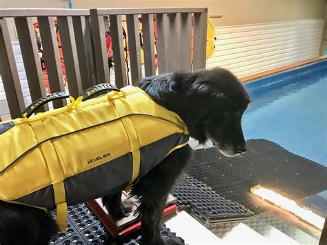 Dr Amanda Glew Swim Therapy Montreal Dog Blog
