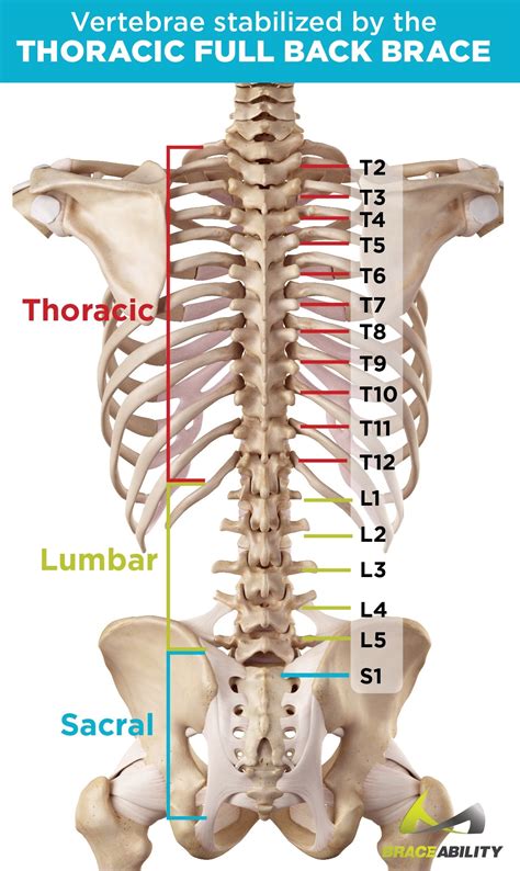 Each of these 3 classes have distinct roles in support, movement and/or aiding in specialised functions such as in inspiration/expiration. Postural Kyphosis Brace | Cybertech Cyberspine Thoracic ...