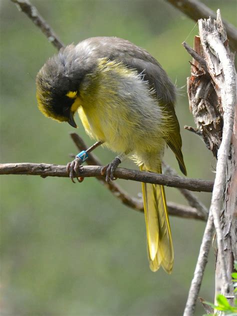 Genetic Rescue Could Be Key To Saving The Helmeted Honeyeater