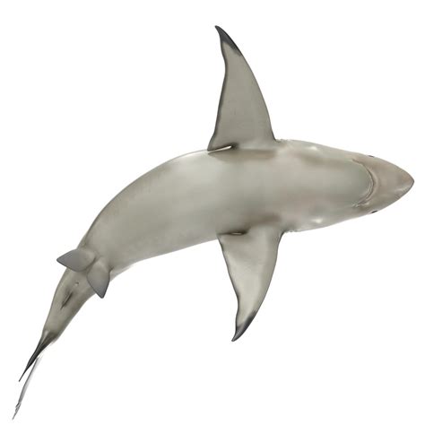 Modelo 3d Pigeye Shark Rigged Para Cinema 4d Modelo 3d Turbosquid 1098101