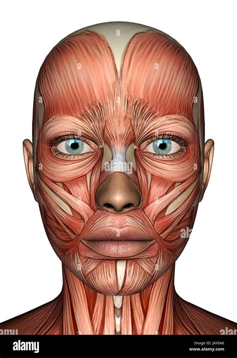 3d Digital Render Of A Female Anatomy Face With Muscles Map Isolated On
