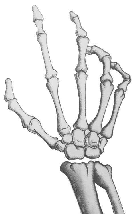 Skeleton Clipart Hand Skeleton Png Black And White Transparent Png