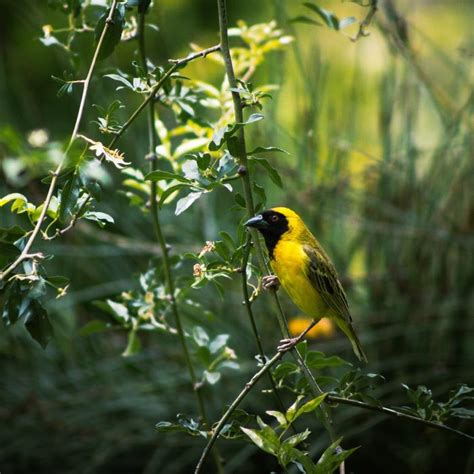 Beautiful And Colorful Cute Weaver Bird Among The Plants Free Image