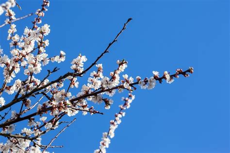 Premium Photo Cherry Blossom Blue Sky