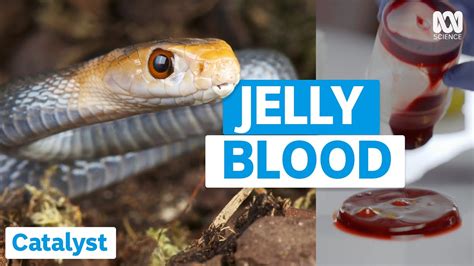 This Is What Snake Venom Does To Blood Catalyst Abc Science Youtube