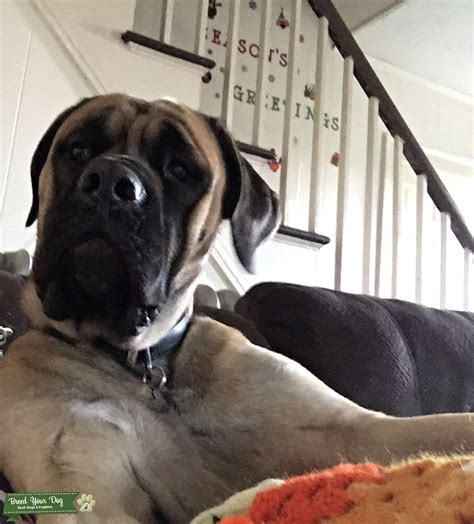 Akc English Mastiff Stud Dog In Rhode Island The United States