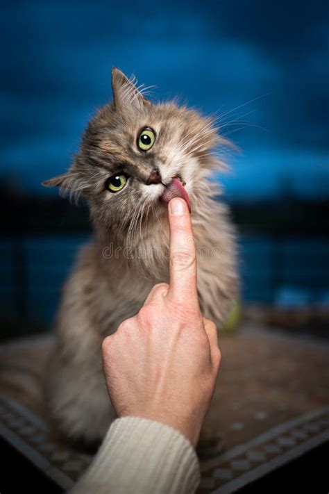 Cute Hungry Cat Licking Creamy Snack Off Finger In Blue Hour Stock