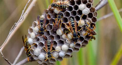 If you've noticed hornets buzzing around your yard and want to get rid of them, track them back to their nest. Hornets, Wasps, and Bees: Differences, Identification, and ...