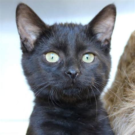 See our lists of cats waiting to be adopted click here. Adoptable Cats at PetSmart West — Humane Society of ...