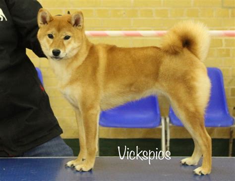 Where did the shiba inu originate? Nizu Shiba Inu