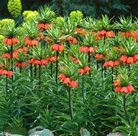 540 Crown Imperial Lily Photos Stock Photos Pictures And Royalty Free