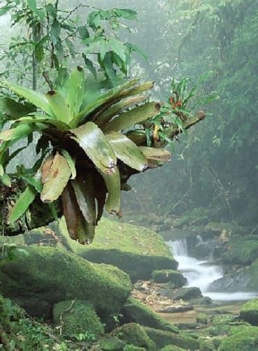 Tropical rainforests are located in a band around the equator (zero degrees latitude), mostly in the area. TROPICAL RAINFOREST LOCATIONS