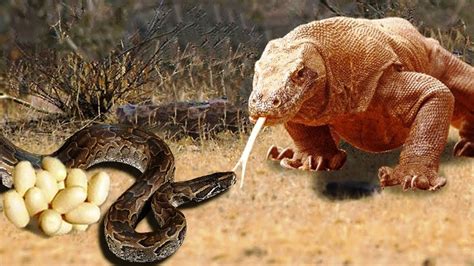 Amazing King Cobra Fight Lizard Dragon Komodo Hunting Snake Vs Lizard