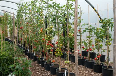 10 Steps To Get 50 80 Pounds Of Tomatoes From Every Plant You Grow