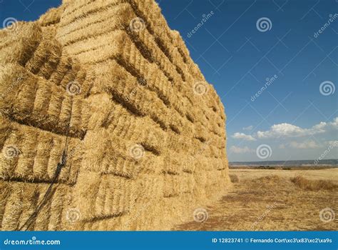 Straws Of Hay Grain Crop Field Stock Image Image Of Rural Plant