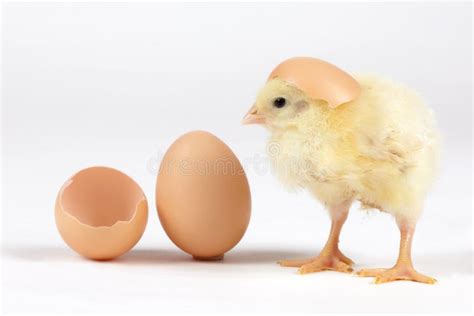 Chick With Egg Stock Photo Image Of Chick Baby Concept 35007840