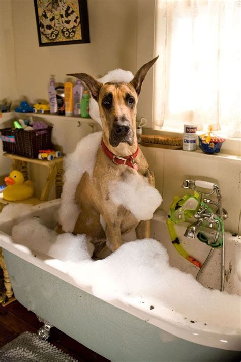 Funny Pictures Of Dog Having Bath Dog Breeders Guide