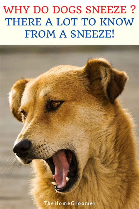 If your cat is sneezing a lot, your veterinarian may initially suspect a cause based on a review of your cat's symptoms. Why Do Dogs Sneeze? There a lot to Know From a Sneeze! | Glamorous Dogs | Dog sneezing, Dog ...