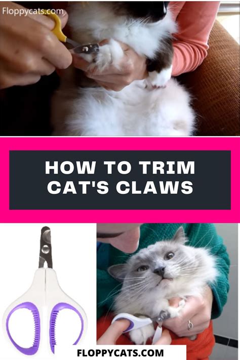 Trimming Cat Claws How To Trim Cat Nails In 2021 Cat Nails Trim