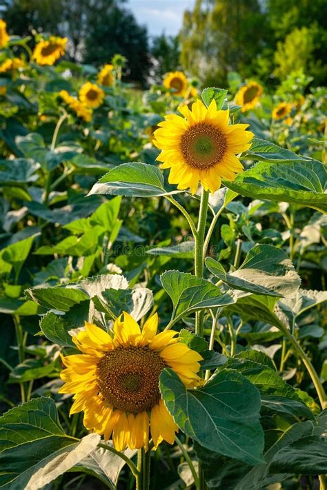 Sunflower Sunflower Field Blooming Sunflower Plantation At Sunset