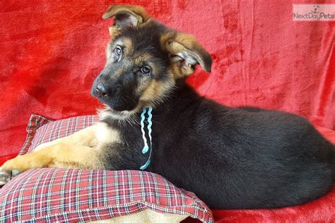 Spencer hasn't publicly disclosed how much she charges for blue bay shepherd puppies, but people who have bought one so far report paying between $3,000 and $3,200. Vom Buflod Blue M: German Shepherd puppy for sale near Cincinnati, Ohio. | bb26c6d8-d951