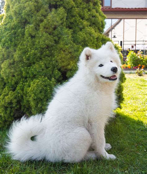 White Samoyed Puppy Dog Is Sitting High Quality Animal Stock Photos