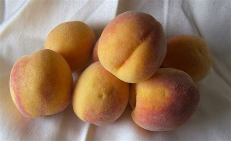 The Elberta Peach A Peach That Started An Industry Eat Like No One Else