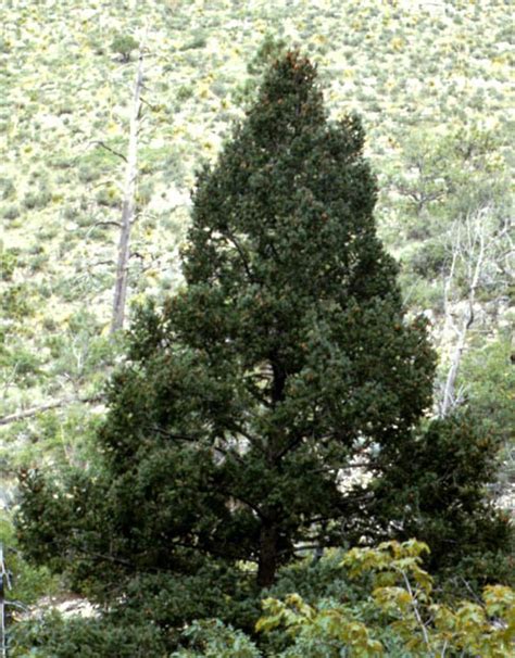 Native Trees Of Texas Database Search Tree Plants Douglas Fir